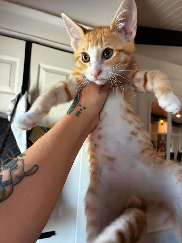 Cheeto - Photo 1