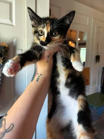 Duchess