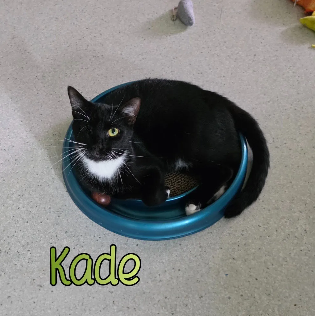Kade - Photo 1