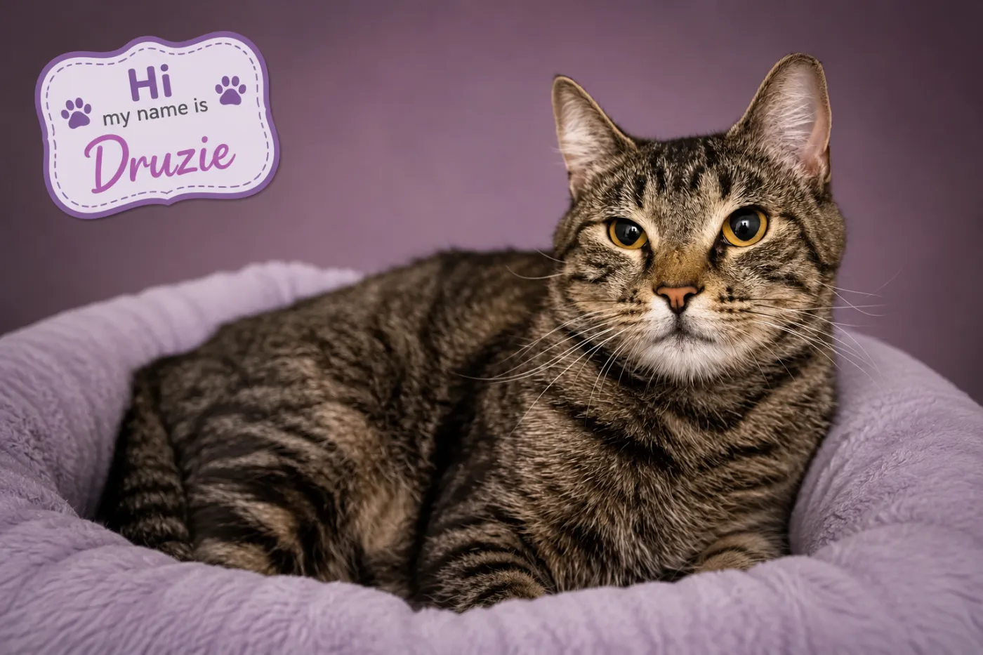 Druzie - Photo 1