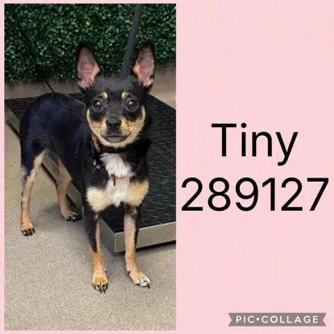 Tiny