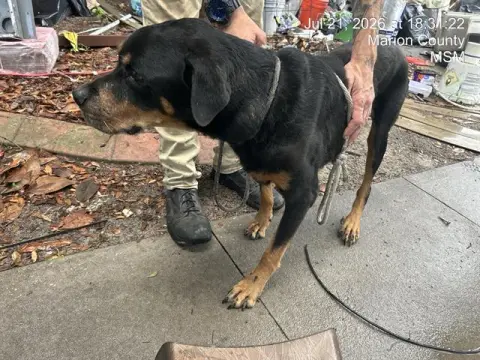 Kujo