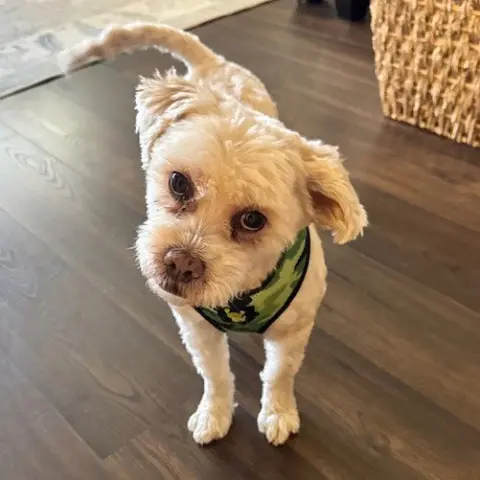 Teddy
