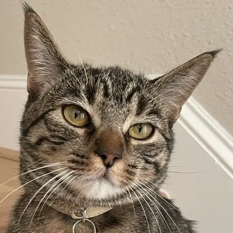 Cleo