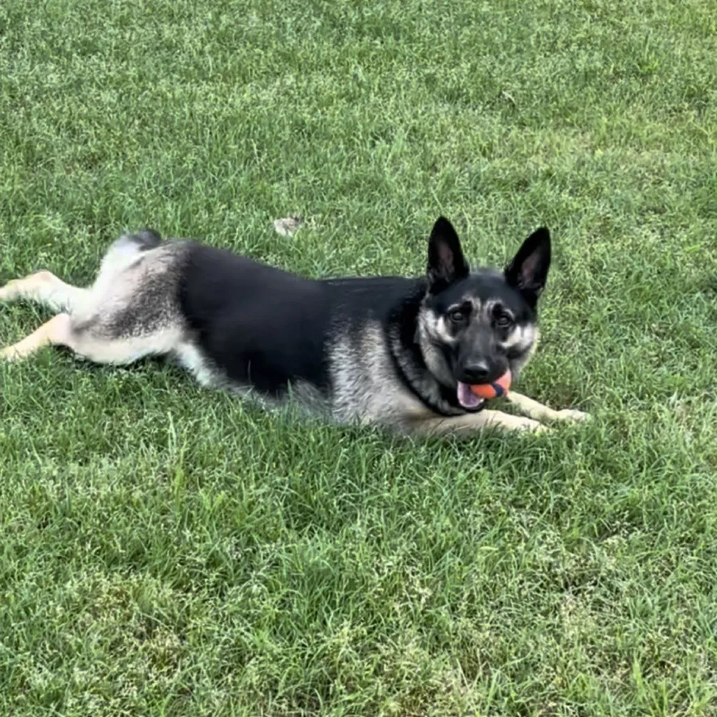 Taz - Photo 1