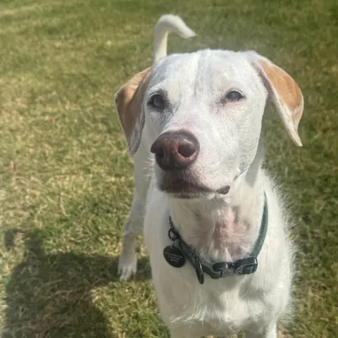 Toby