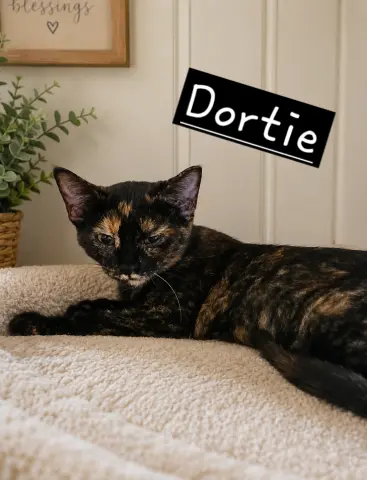 Dortie
