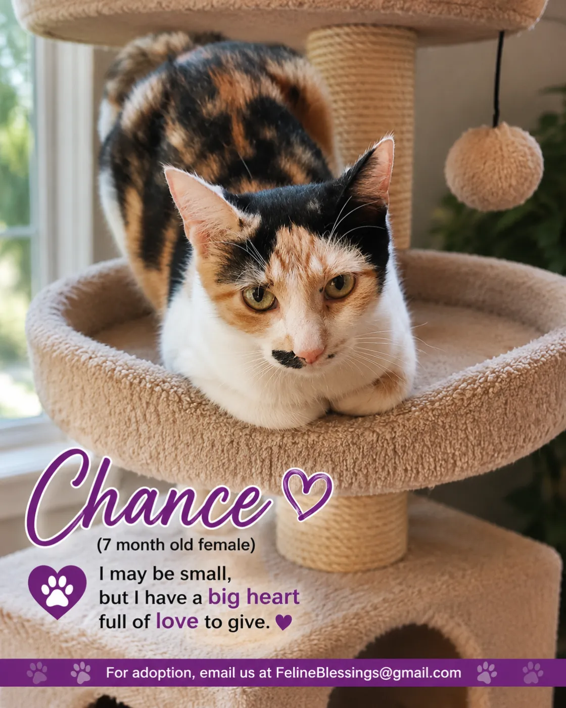 Chance - Photo 1