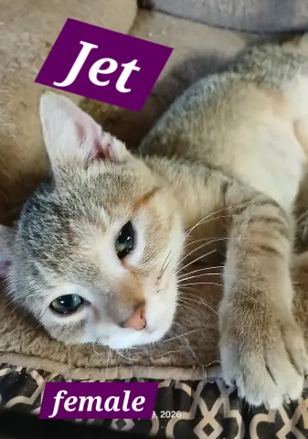 Jet