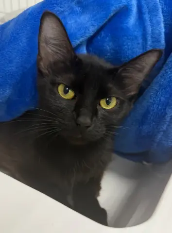 Sabrina