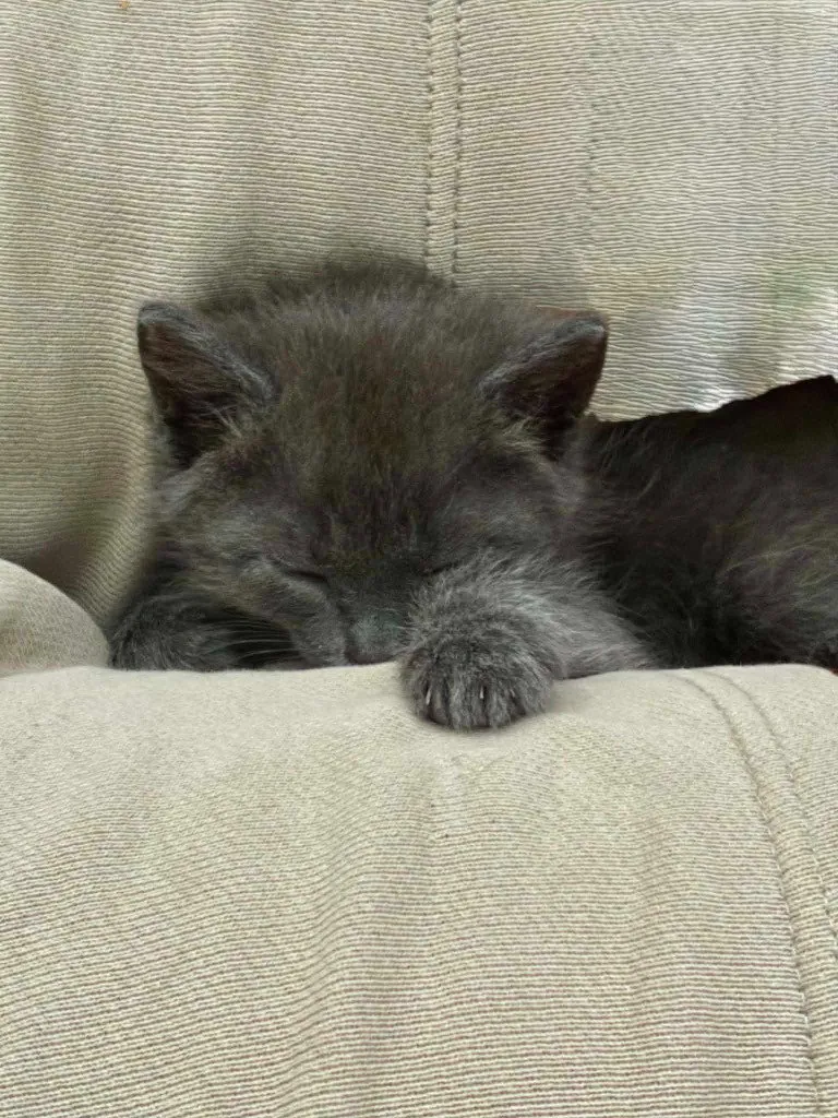 Fifa - Photo 1