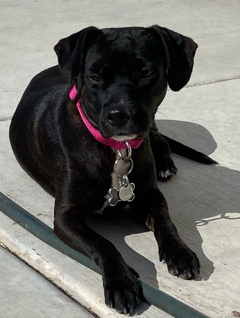 Phoebe - Photo 1