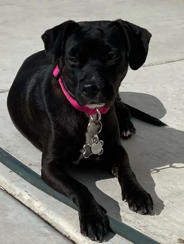 Phoebe