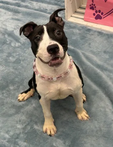 Bella Dora - Photo 1