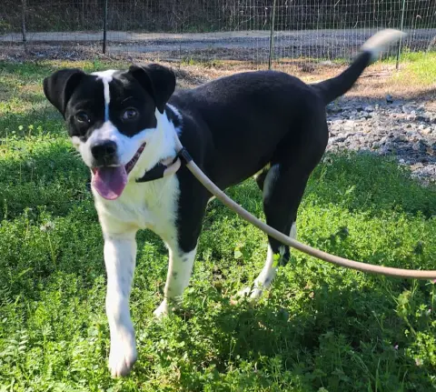 Pennywise thumbnail 2