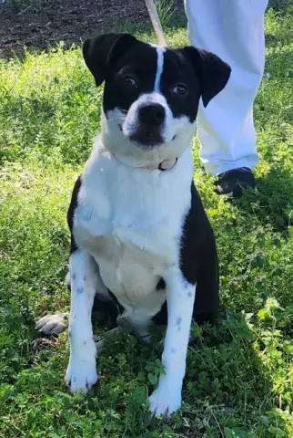 Pennywise thumbnail 3