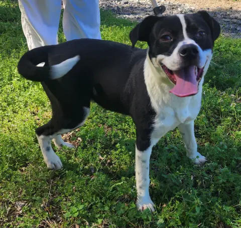 Pennywise thumbnail 4