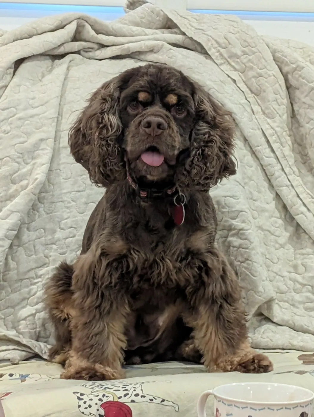 Millie - Photo 1