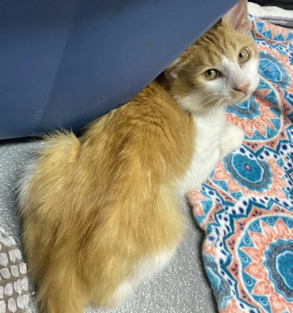 Tails - Photo 1