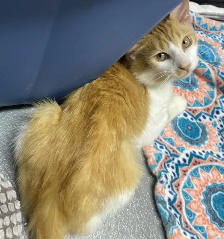 Tails