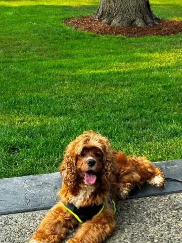 Edie