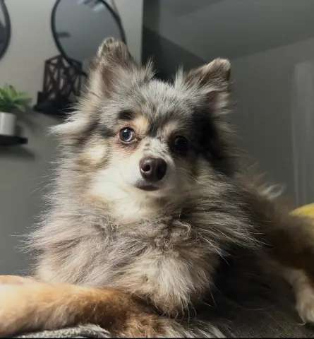 Macy