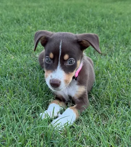 Mocha