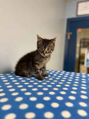 Finn
