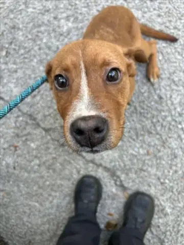 Daisy