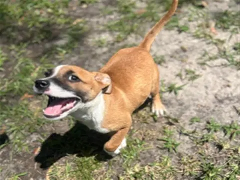 Bella
