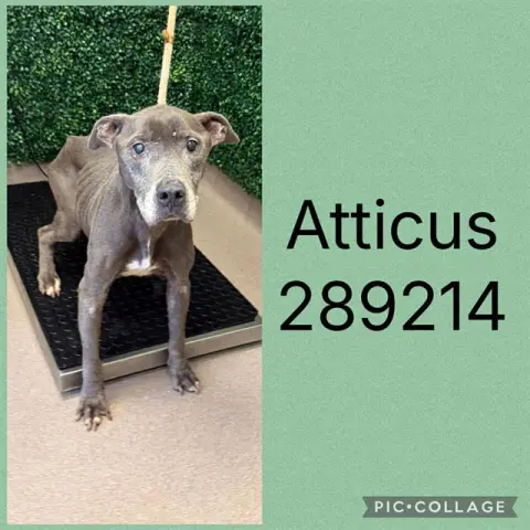 Atticus
