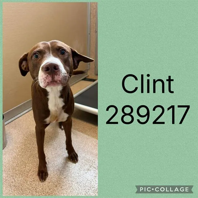 Clint - Photo 1