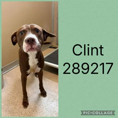 Clint