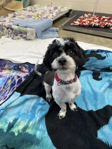 Reo