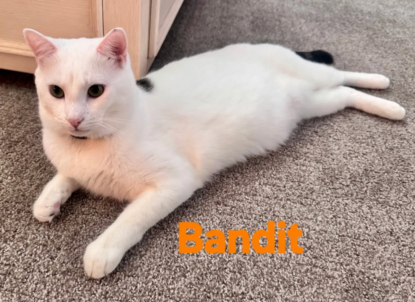 Bandit - Photo 1