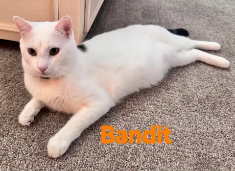 Bandit