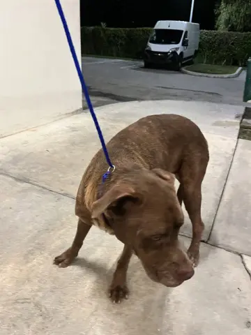 Horacio