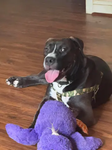 Otis
