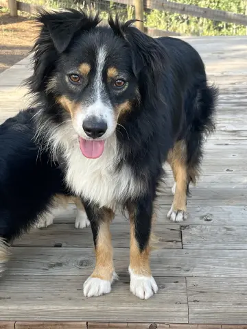 Chevy