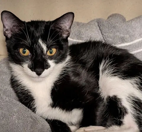 Pepper