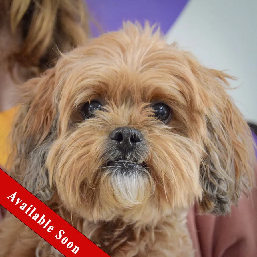 Benji - Photo 1