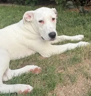 Lulu