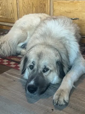 Baldur