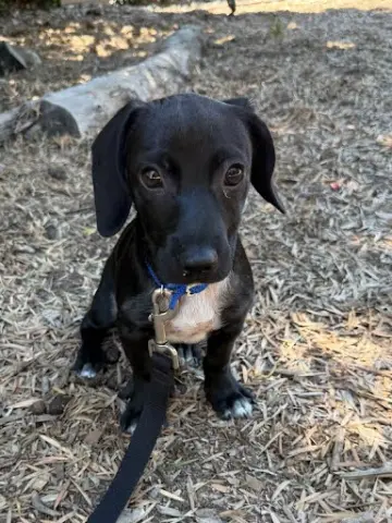 Bruno