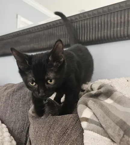 Coco