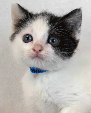 Carlton