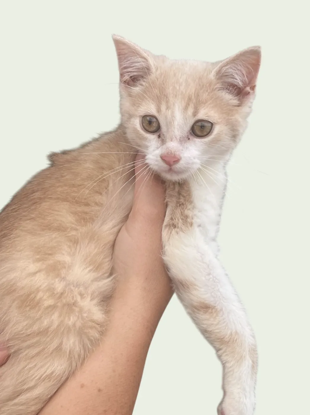 Gus - Photo 1