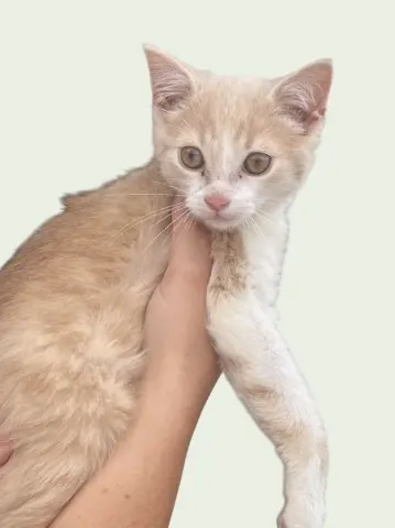Gus