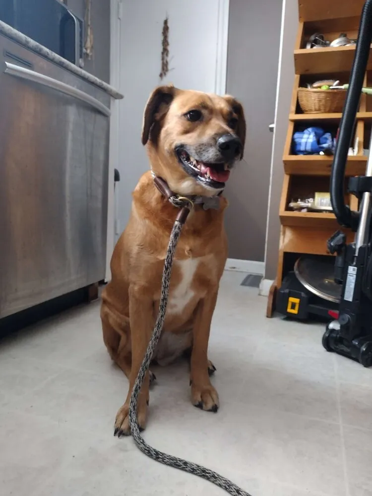 Piper - Photo 1