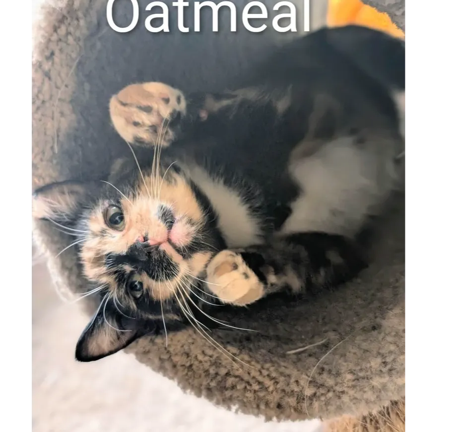 Oatmeal - Photo 1